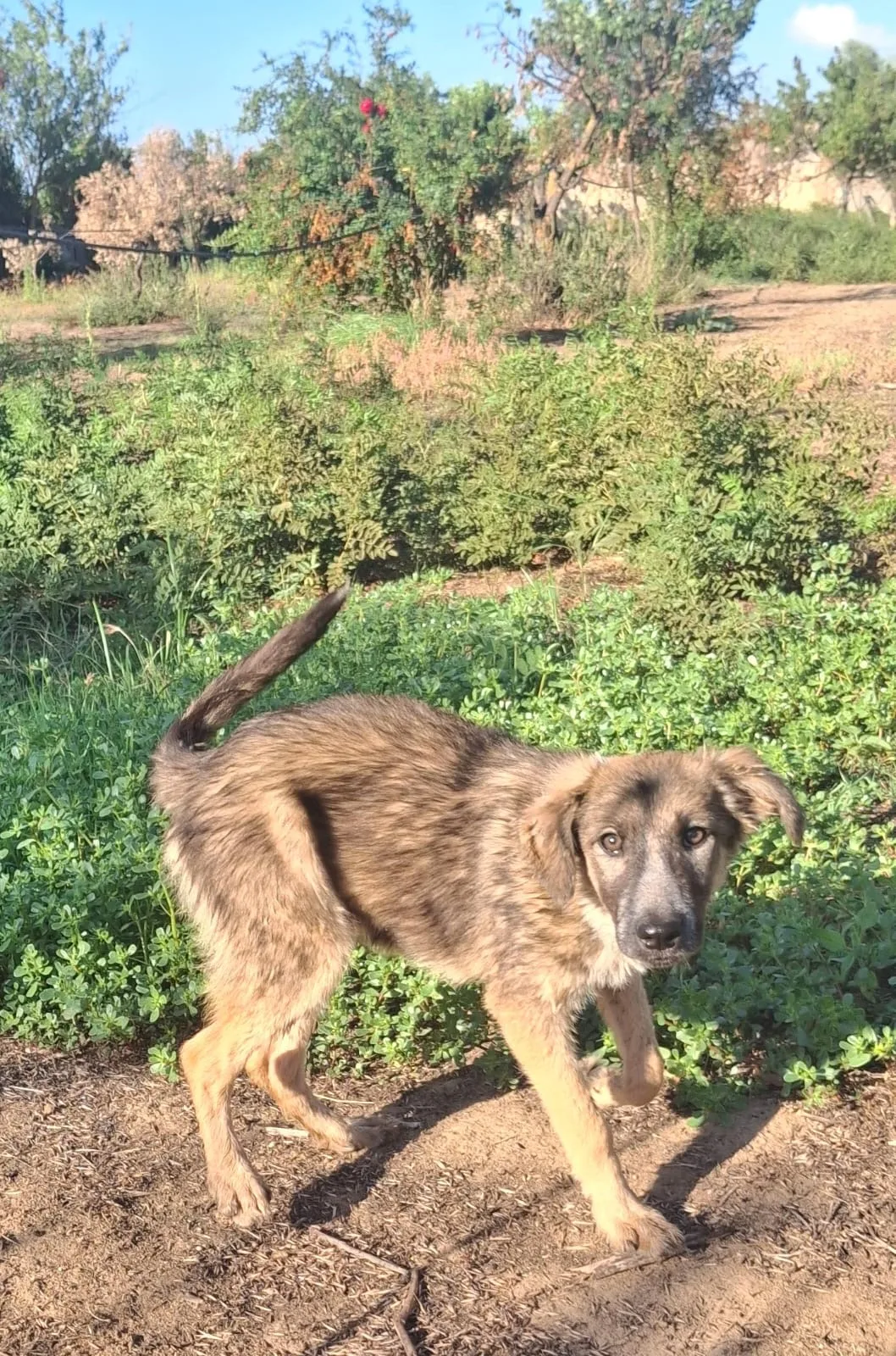 Aurelia, cane Meticcio in adozione a Crotone - foto 4