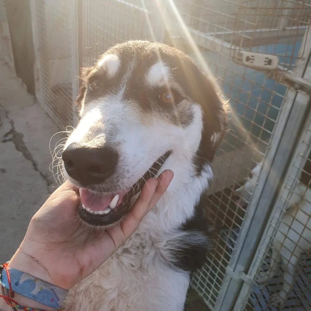 Bretzel, cane Meticcio in adozione a Crotone
