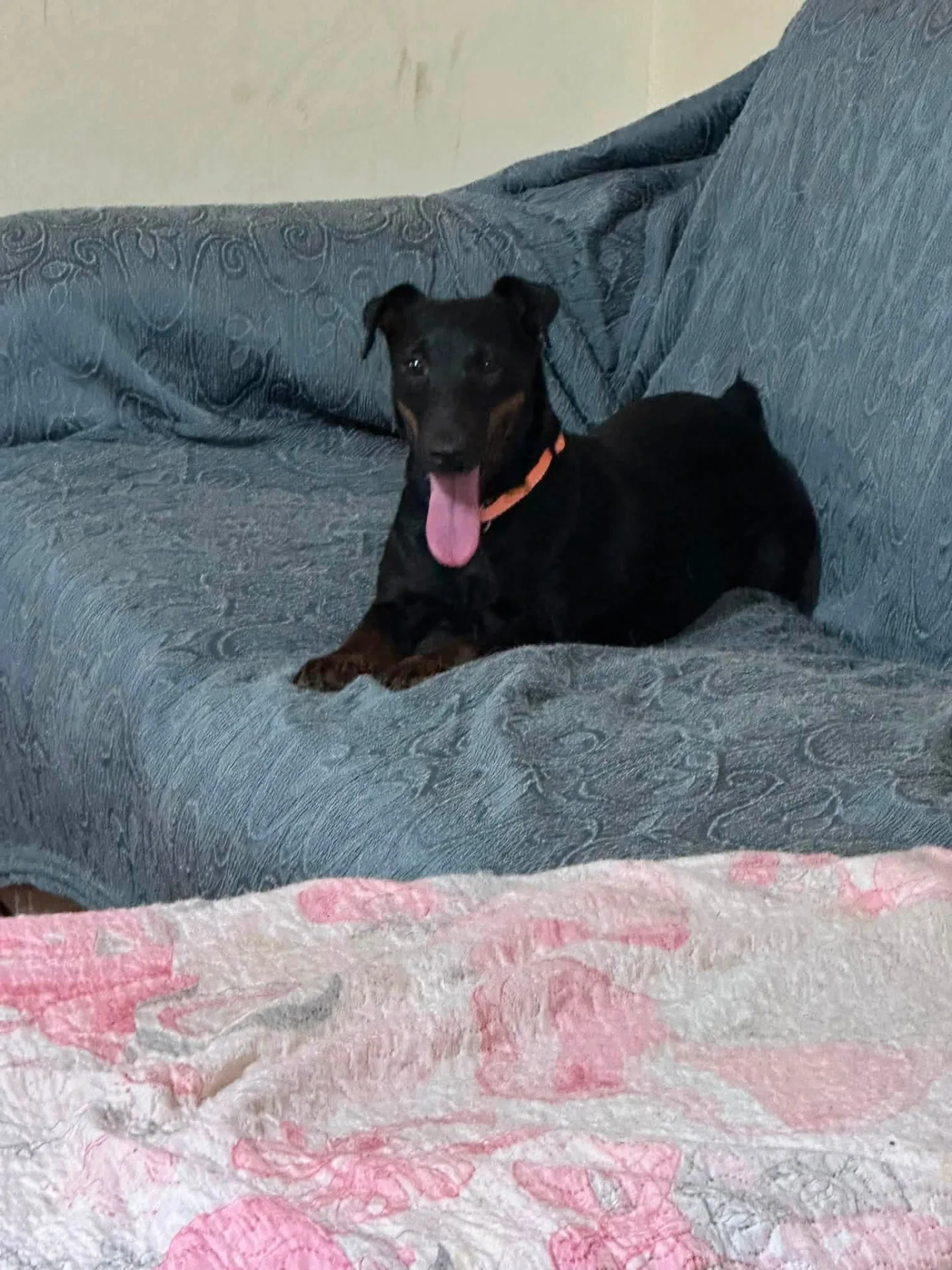 Aura, cane in adozione a Vibo Valentia - foto 2