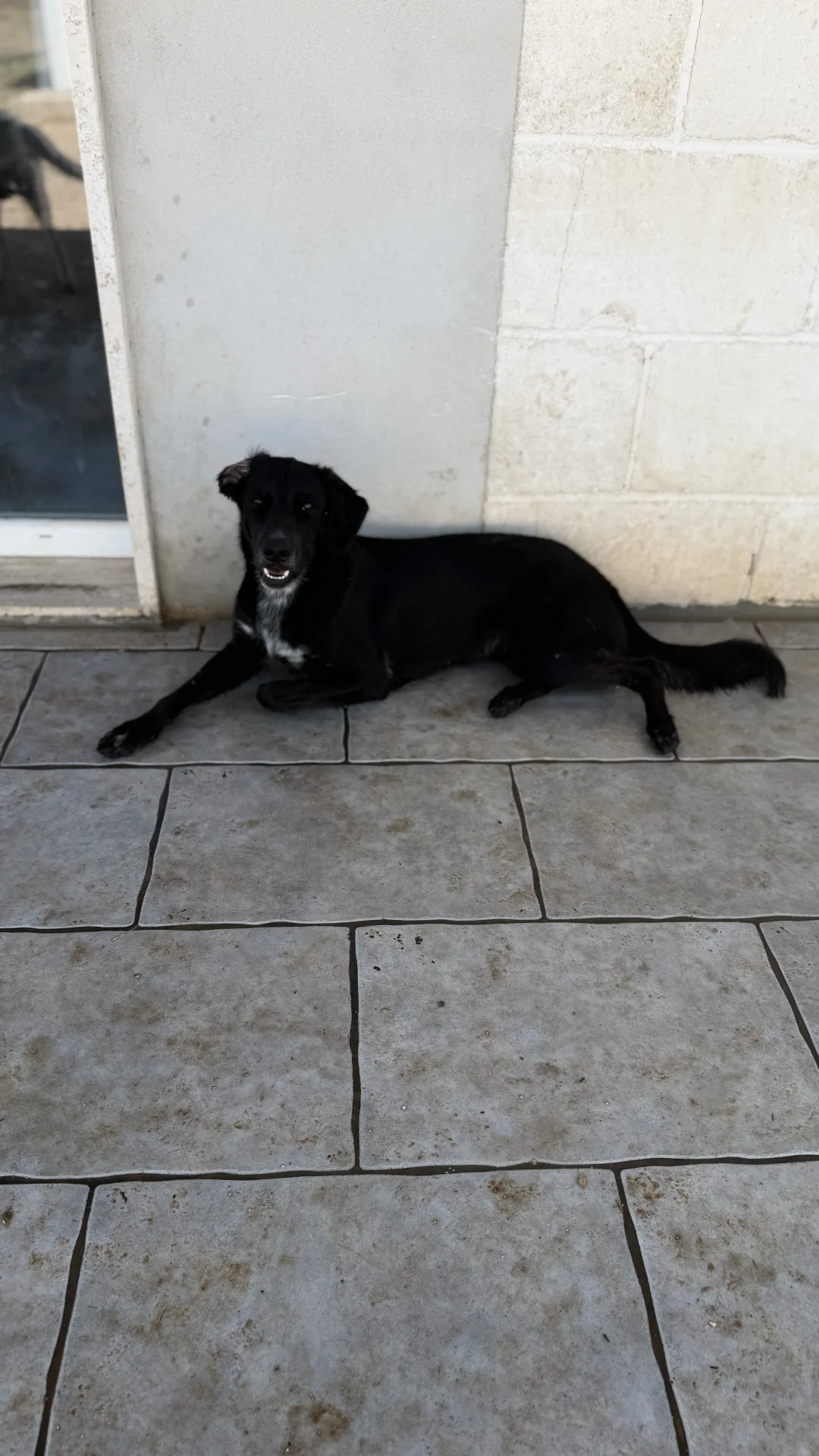 Jamie, cane Meticcio in adozione a Bari - foto 3