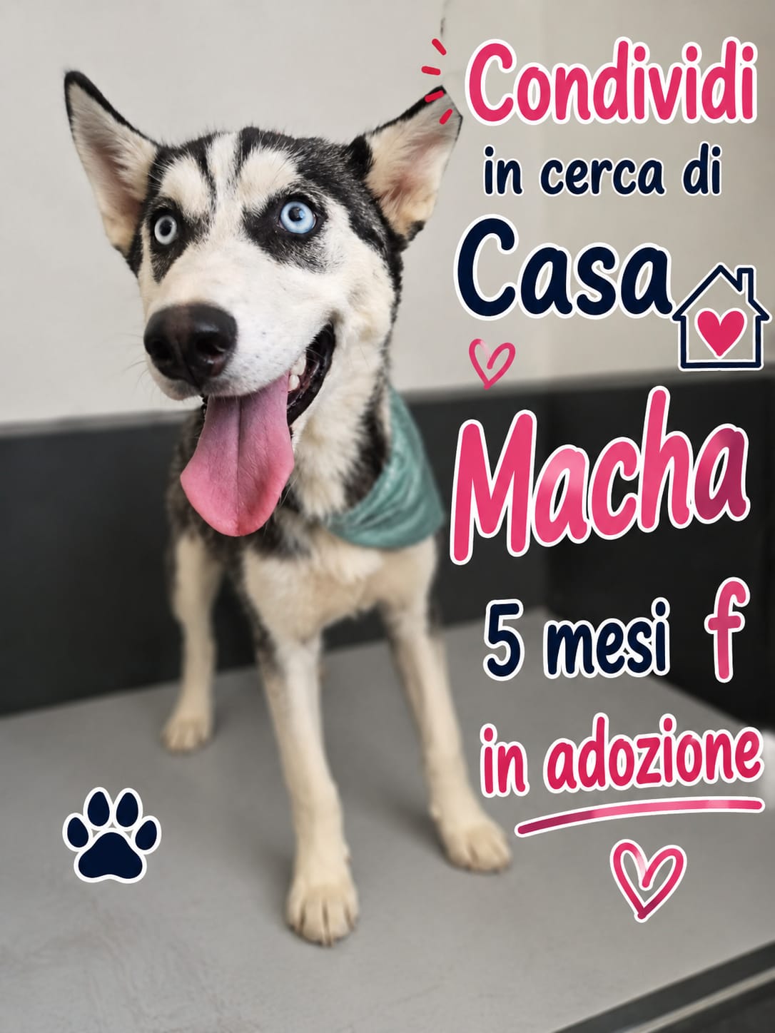 Mocha, cane Meticcio in adozione