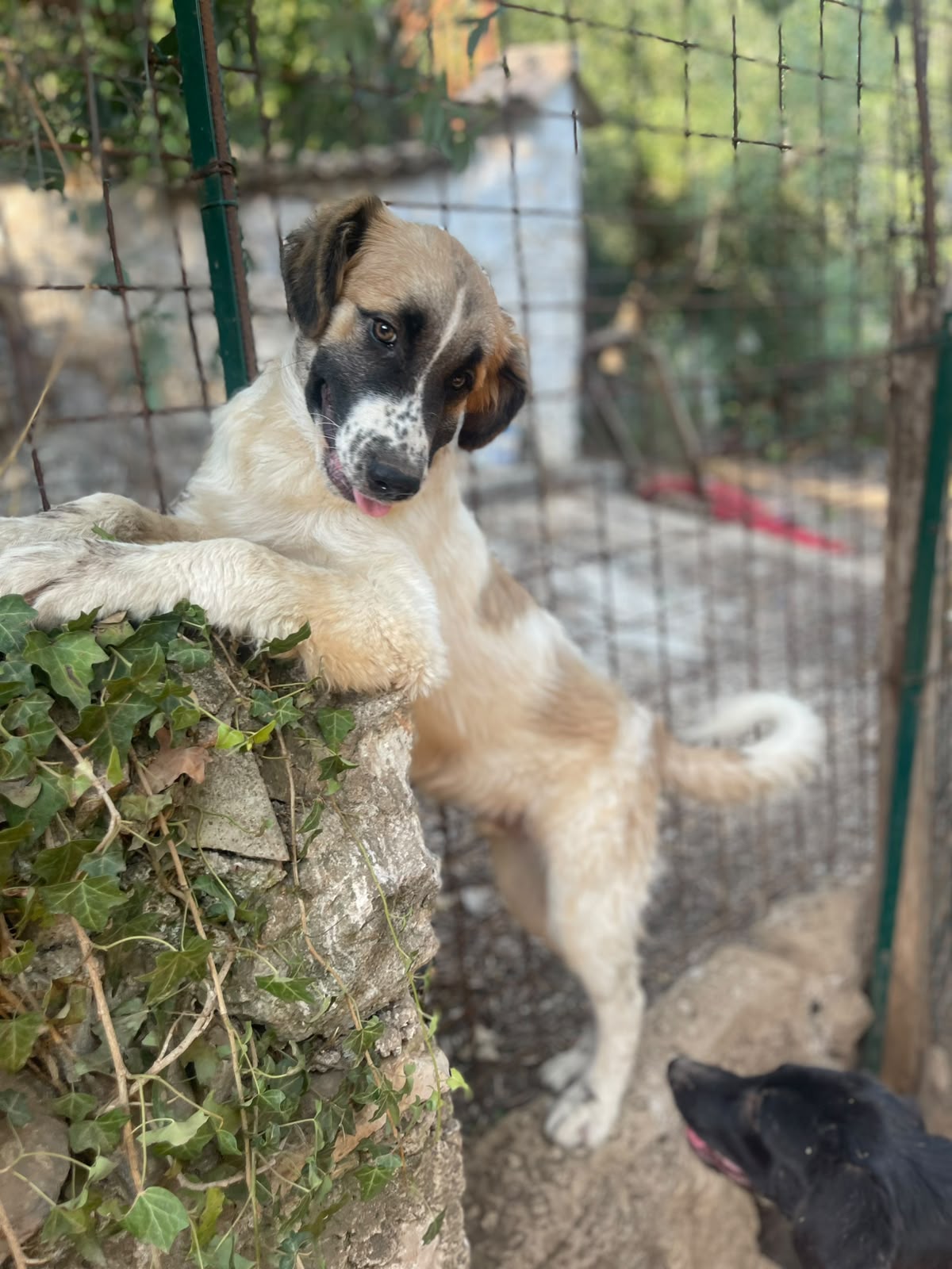 Foto 3 di Lillino, cane Meticcio in adozione