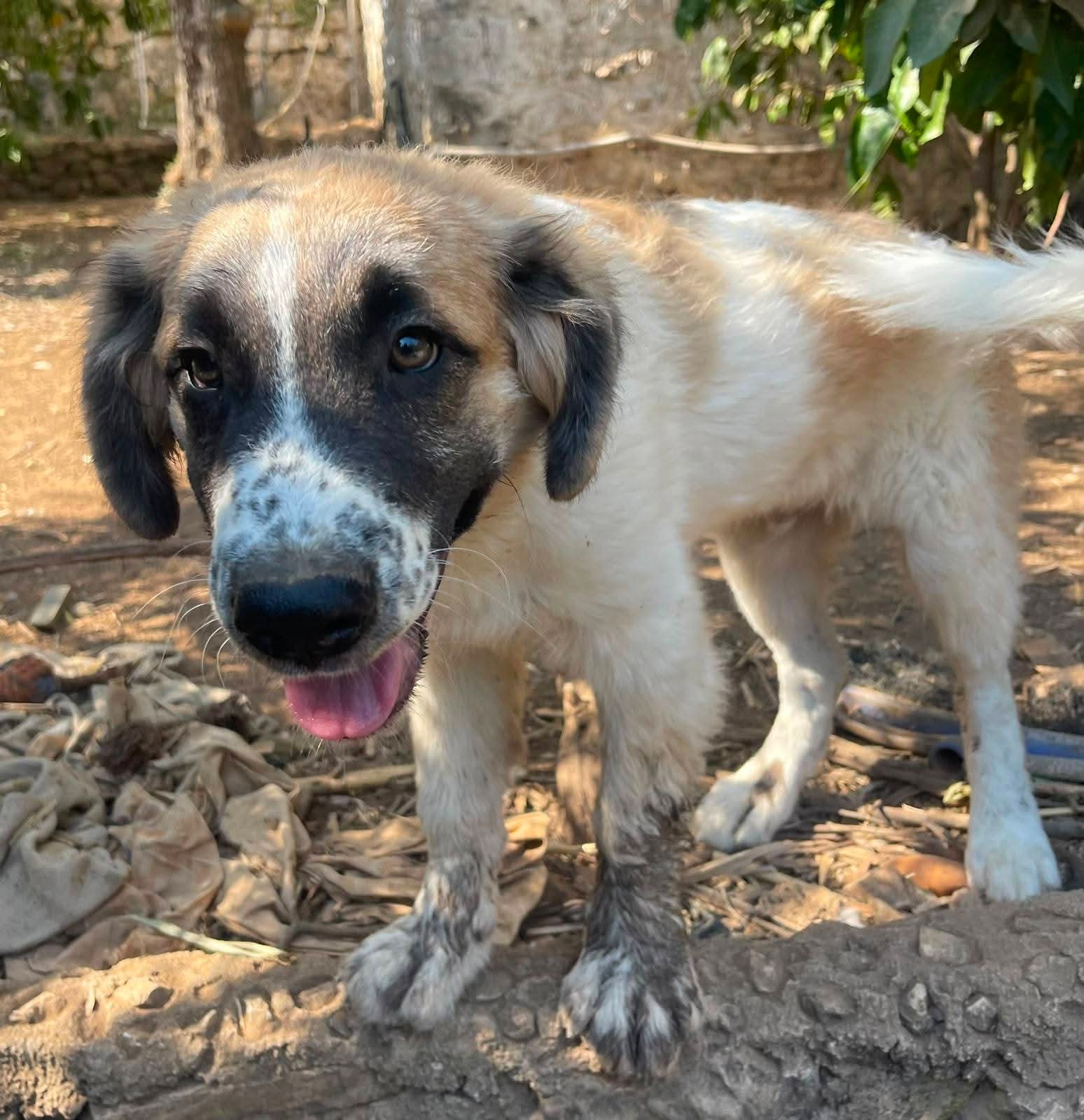 Foto 2 di Lillino, cane Meticcio in adozione