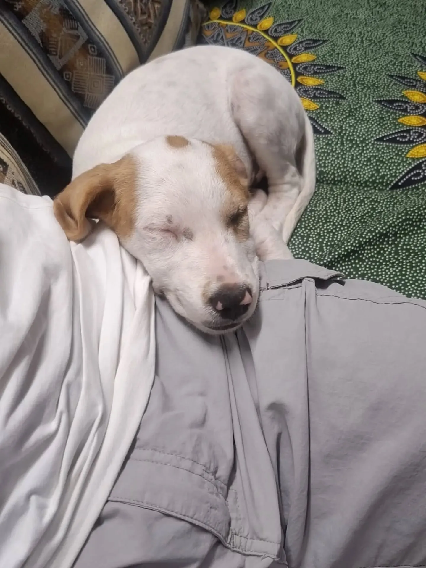 Vaniglia, cane meticcio in adozione a Latina - foto 5