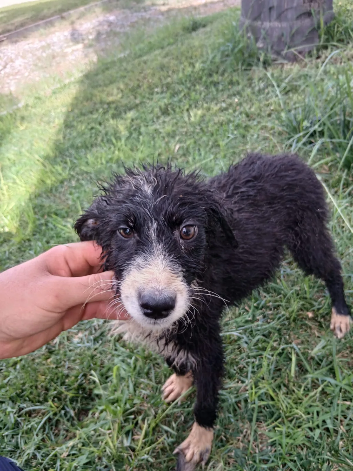 Drusilla, cane Meticcio in adozione a Crotone - foto 5