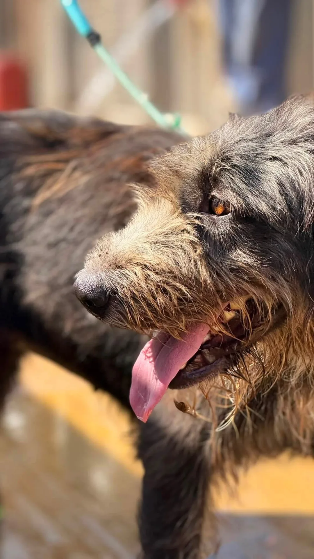 Mirai, cane Drahthar in adozione a Trapani - foto 2