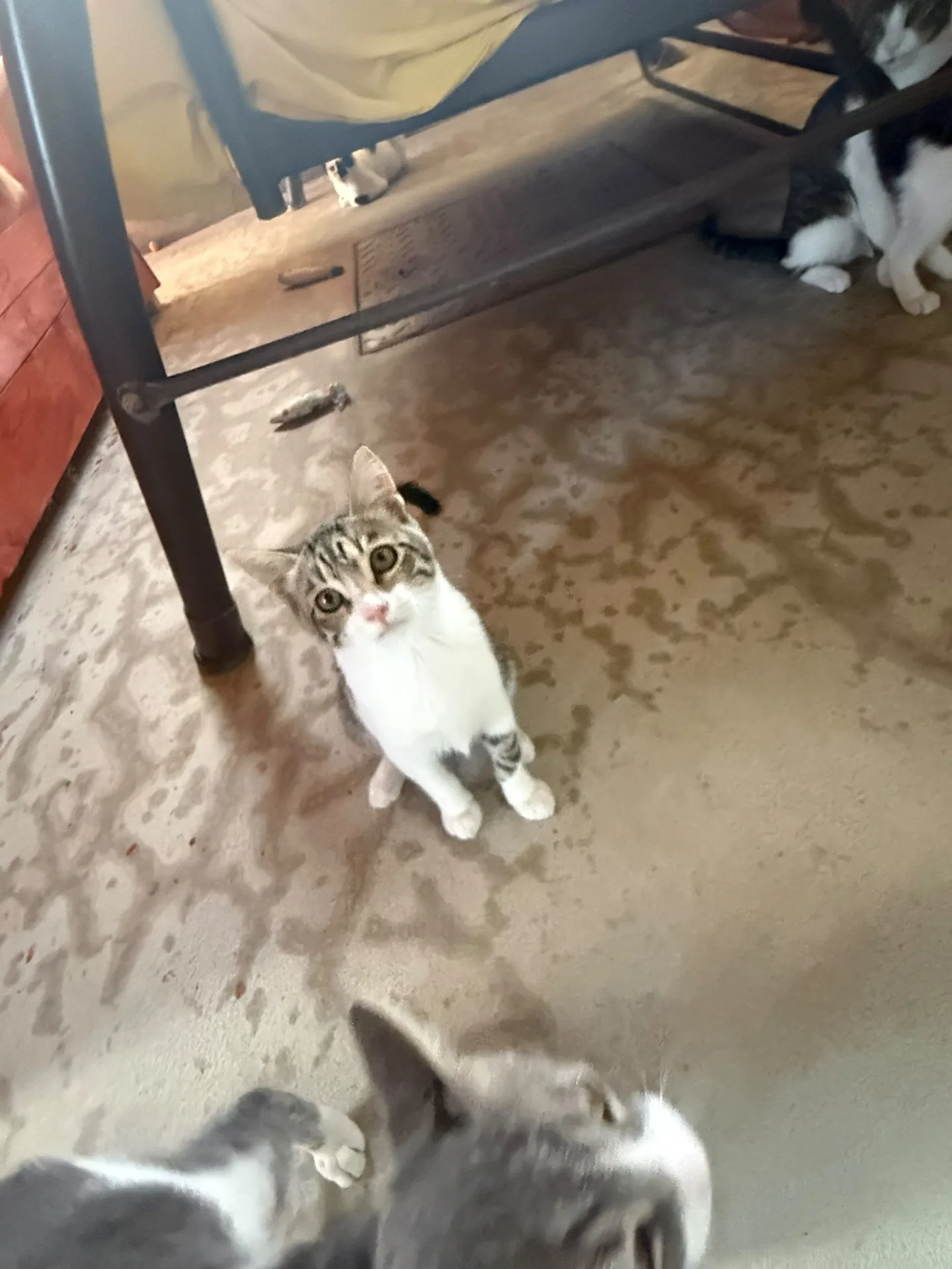 Stella, gatto Europeo in adozione a Salerno - foto 4