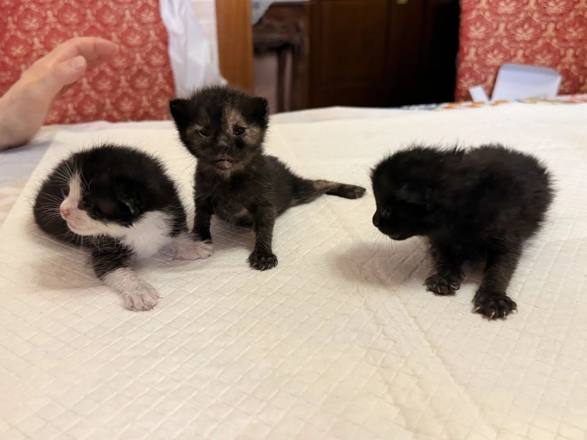 Foto 5 di Briciola, Stella, Nerone, gatto  in adozione