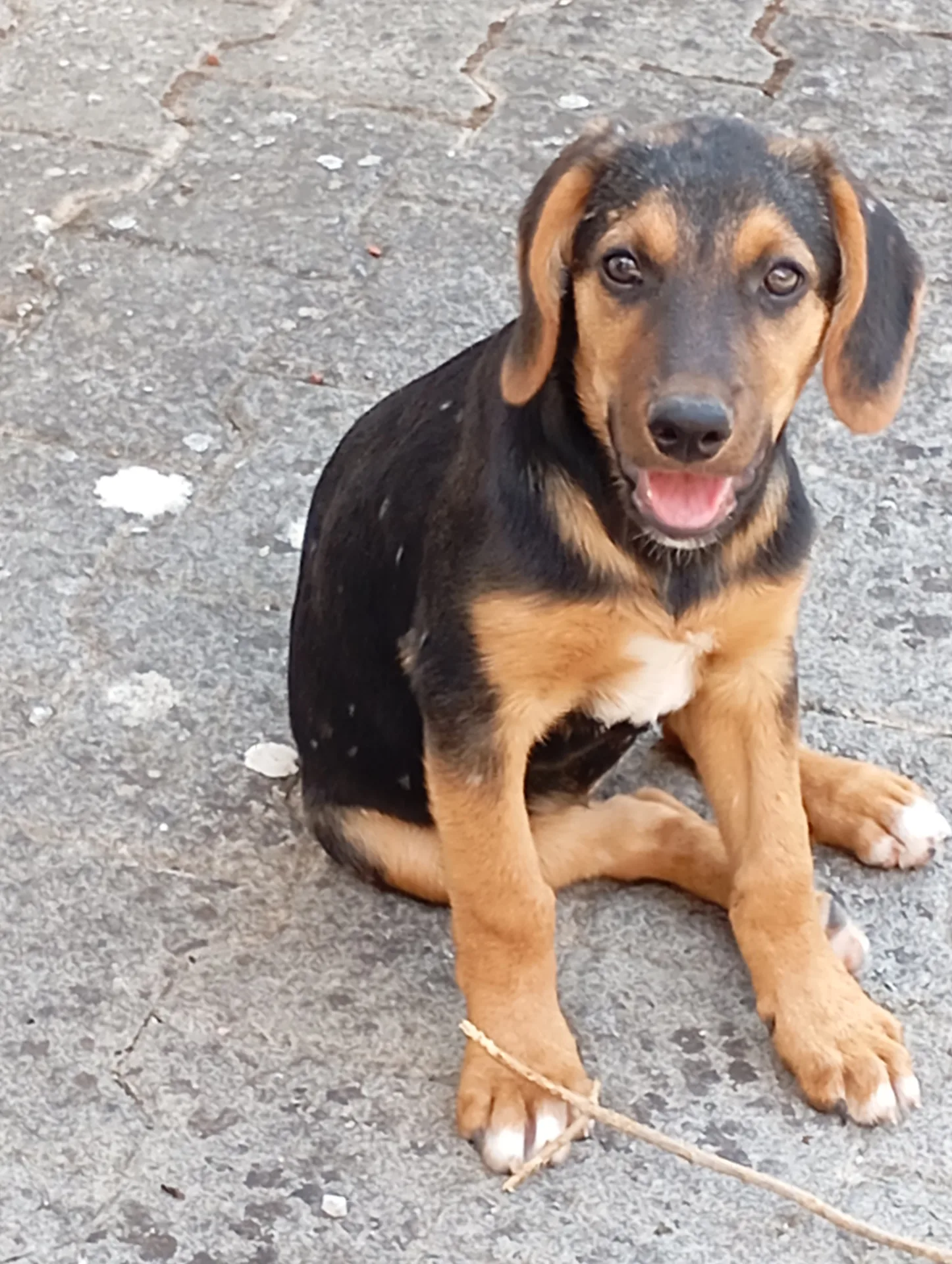 Kira, cane Simil segugio in adozione