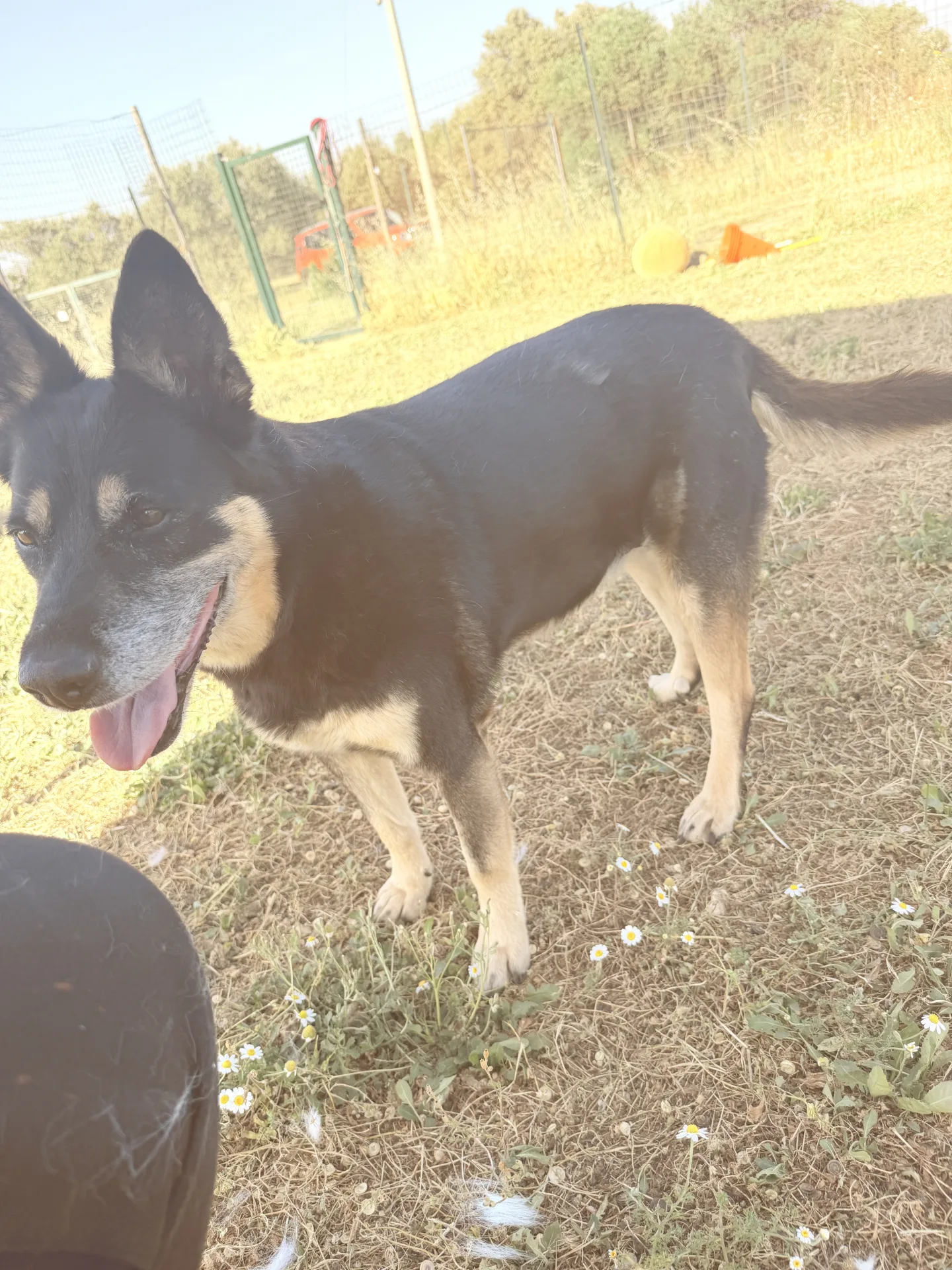 Tappina, cane Meticcio in adozione a Bari - foto 2