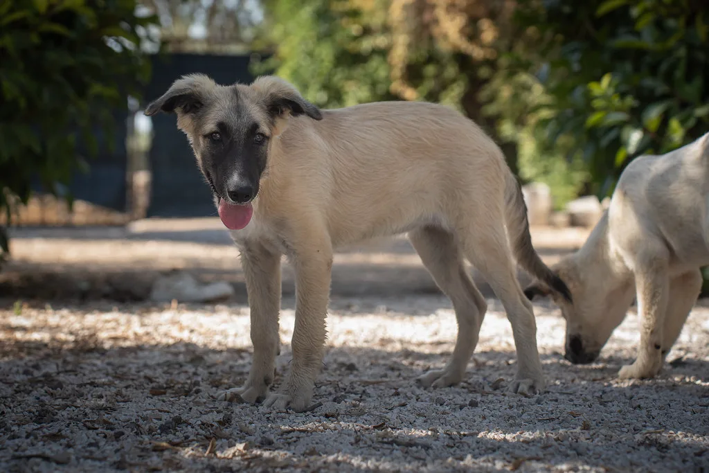 Valeria 💗, cane Meticcio in adozione a Bari - foto 3