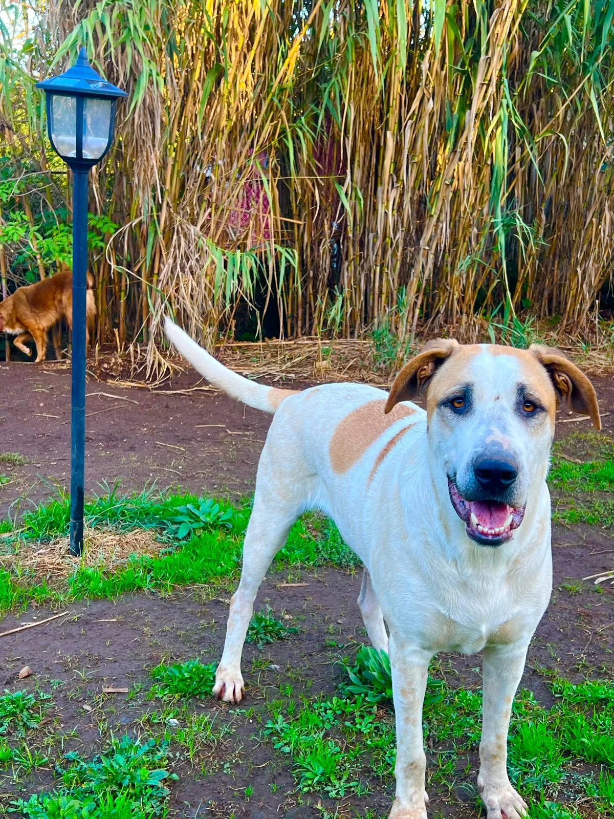 Buck, cane Meticcio in adozione a Roma - foto 5