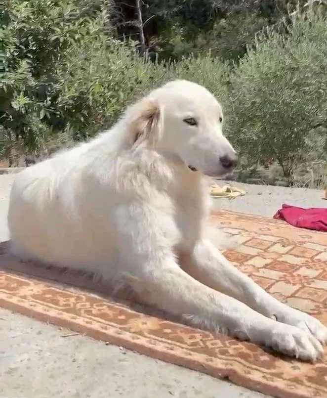 Thiago, cane Mix Pastore abruzzese in adozione a Firenze - foto 5