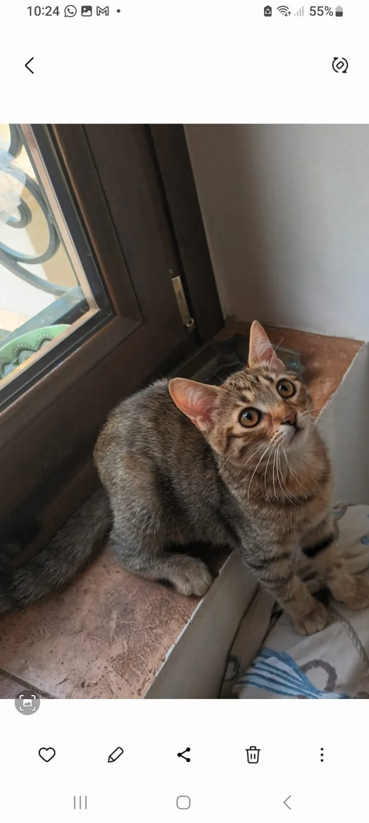 Luna, gatto Europea in adozione