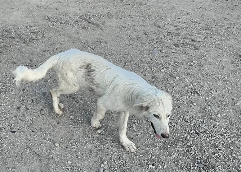 Leo, cane Maremmano o simil maremmano in adozione a Potenza - foto 1