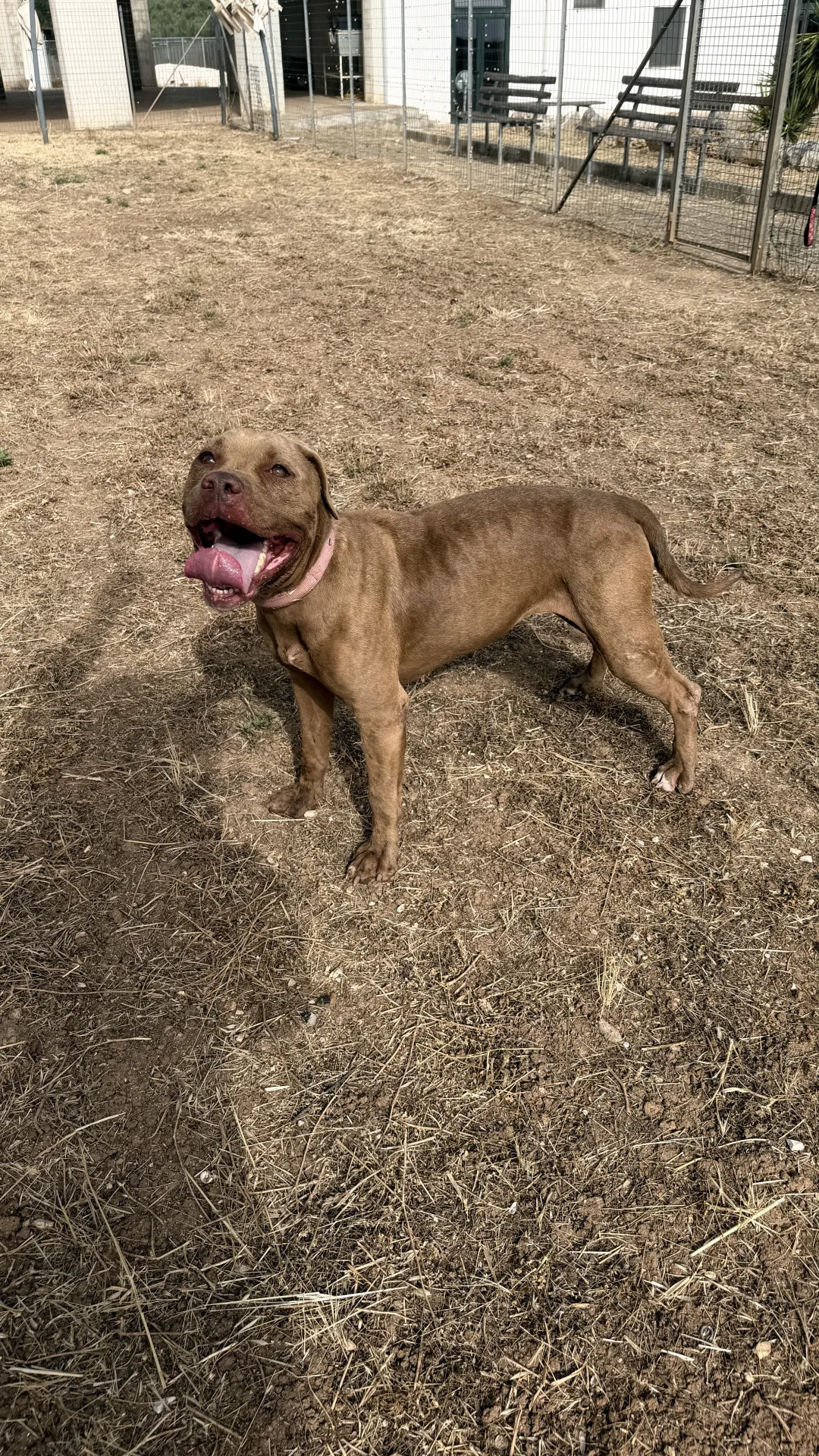 Sandy, cane Simil pitbull in adozione a Bari - foto 1
