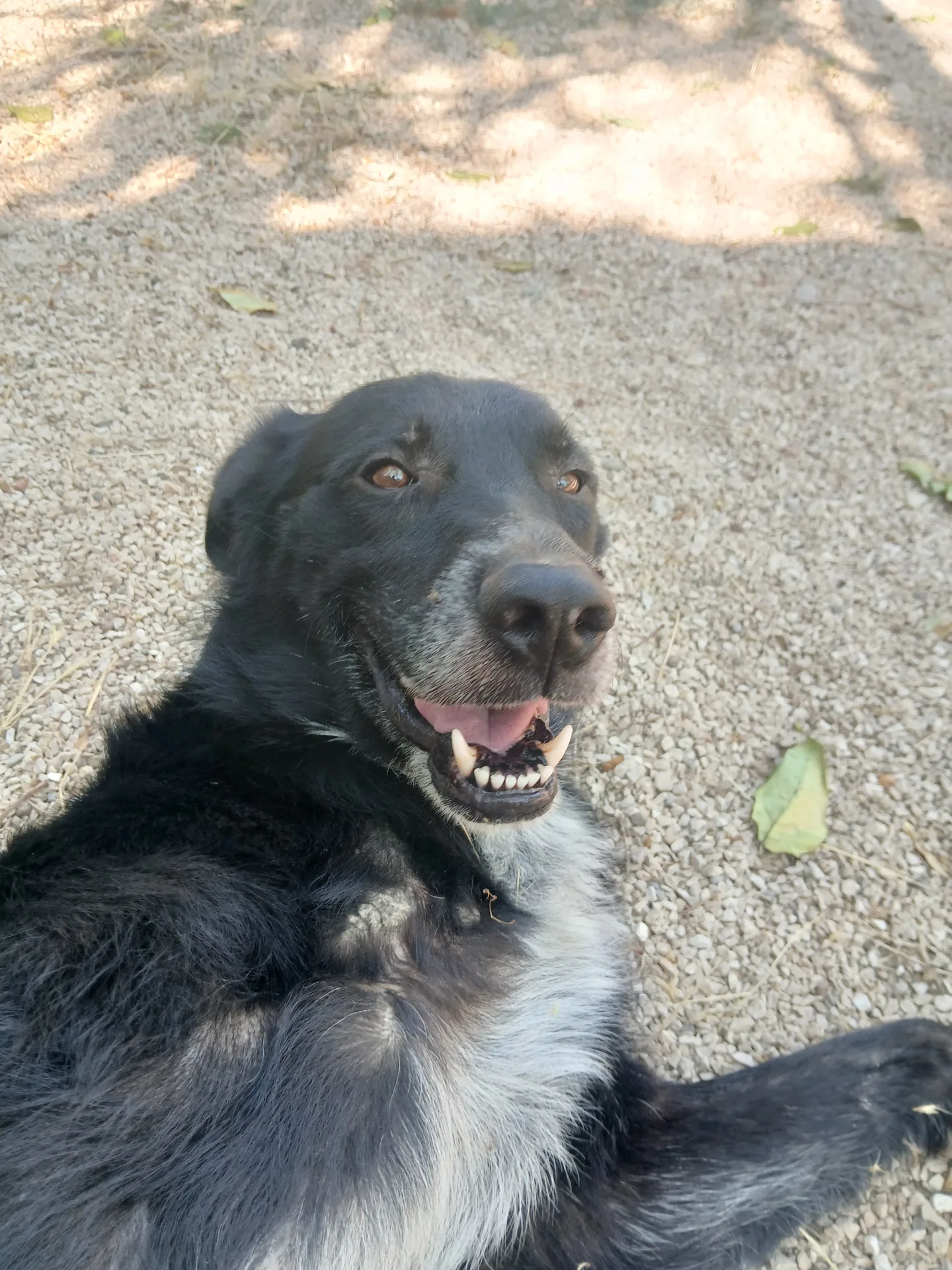 NOAH, cane Pastore in adozione a Taranto - foto 1