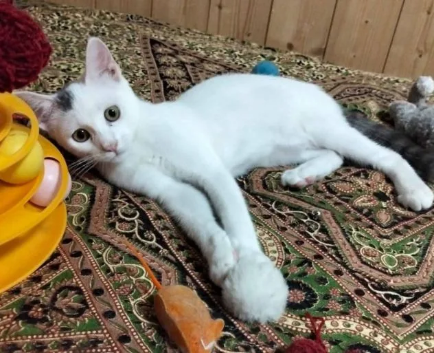 Oreste, gatto in adozione a Roma - foto 2