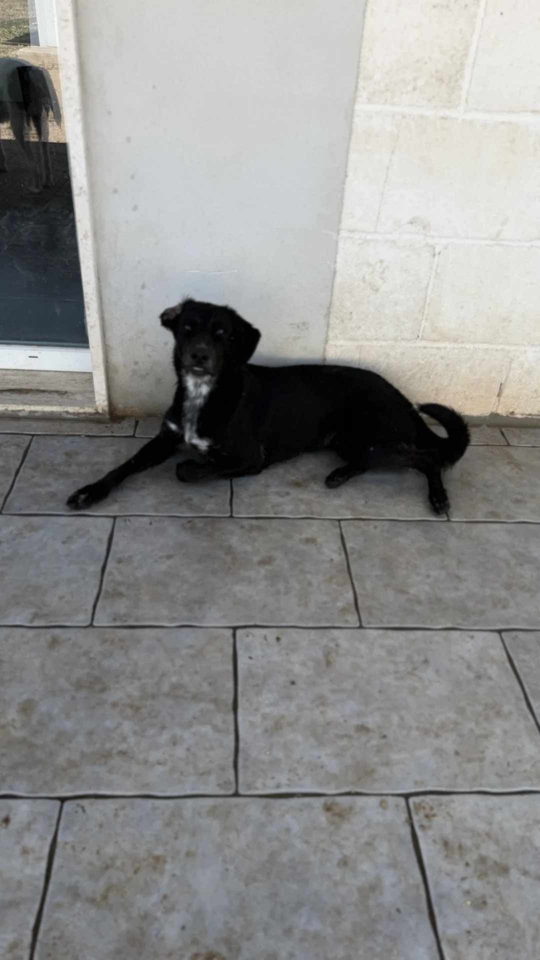 Jamie, cane Meticcio in adozione a Bari - foto 4