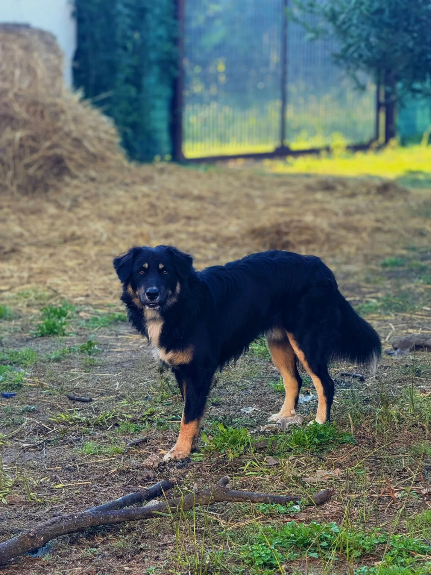 Nico, cane meticcio in adozione a Latina - foto 5