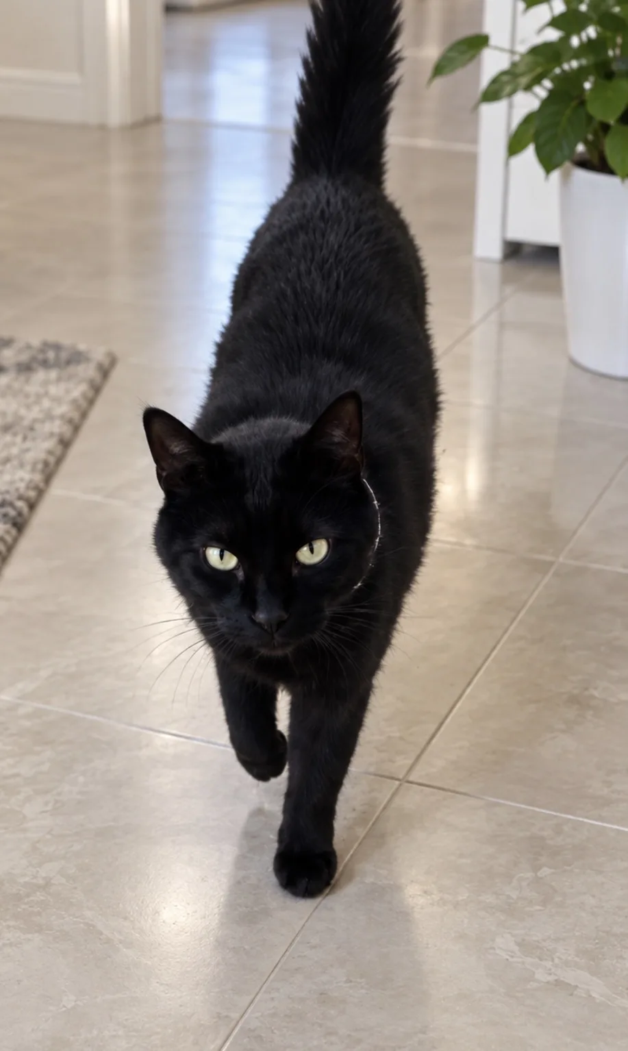 Romeo, gatto Europeo in adozione a Vibo Valentia
