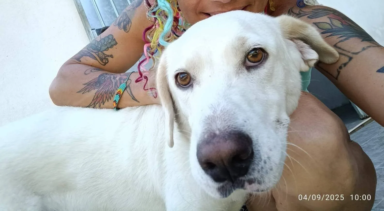 Casper, cane meticcio in adozione a Latina - foto 1