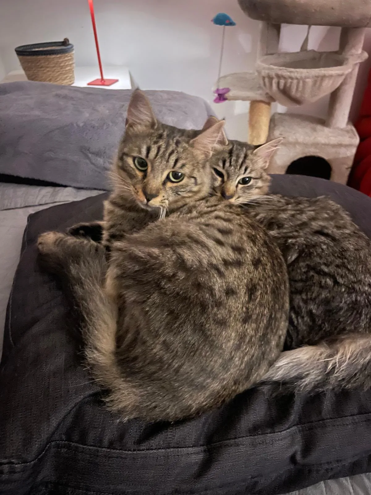 MINNIE E PENELOPE, gatto in adozione a Salerno - foto 2