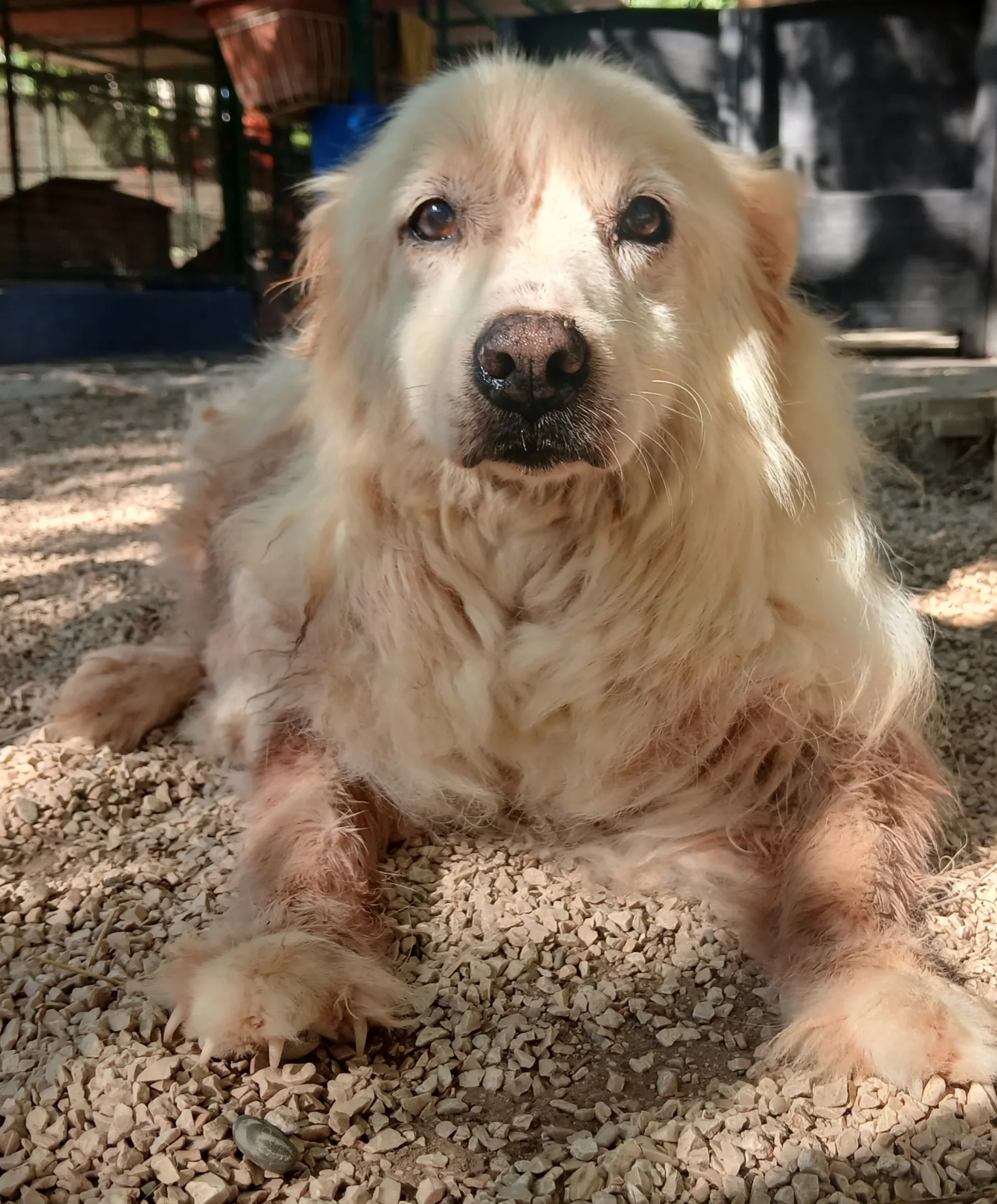 TOMMY, cane METICCIO in adozione a Taranto - foto 1