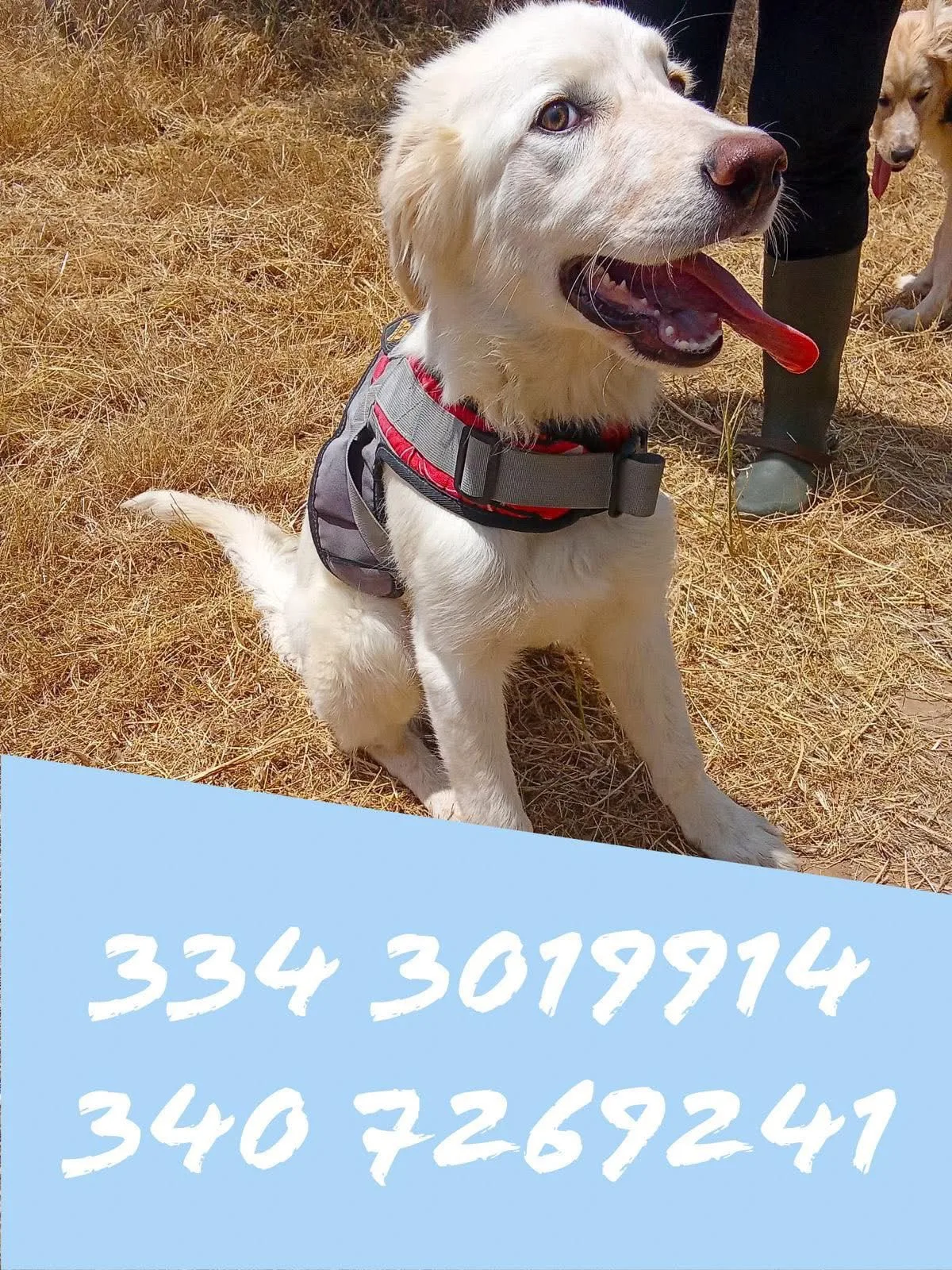 Eros, cane Meticcio in adozione a Crotone - foto 5