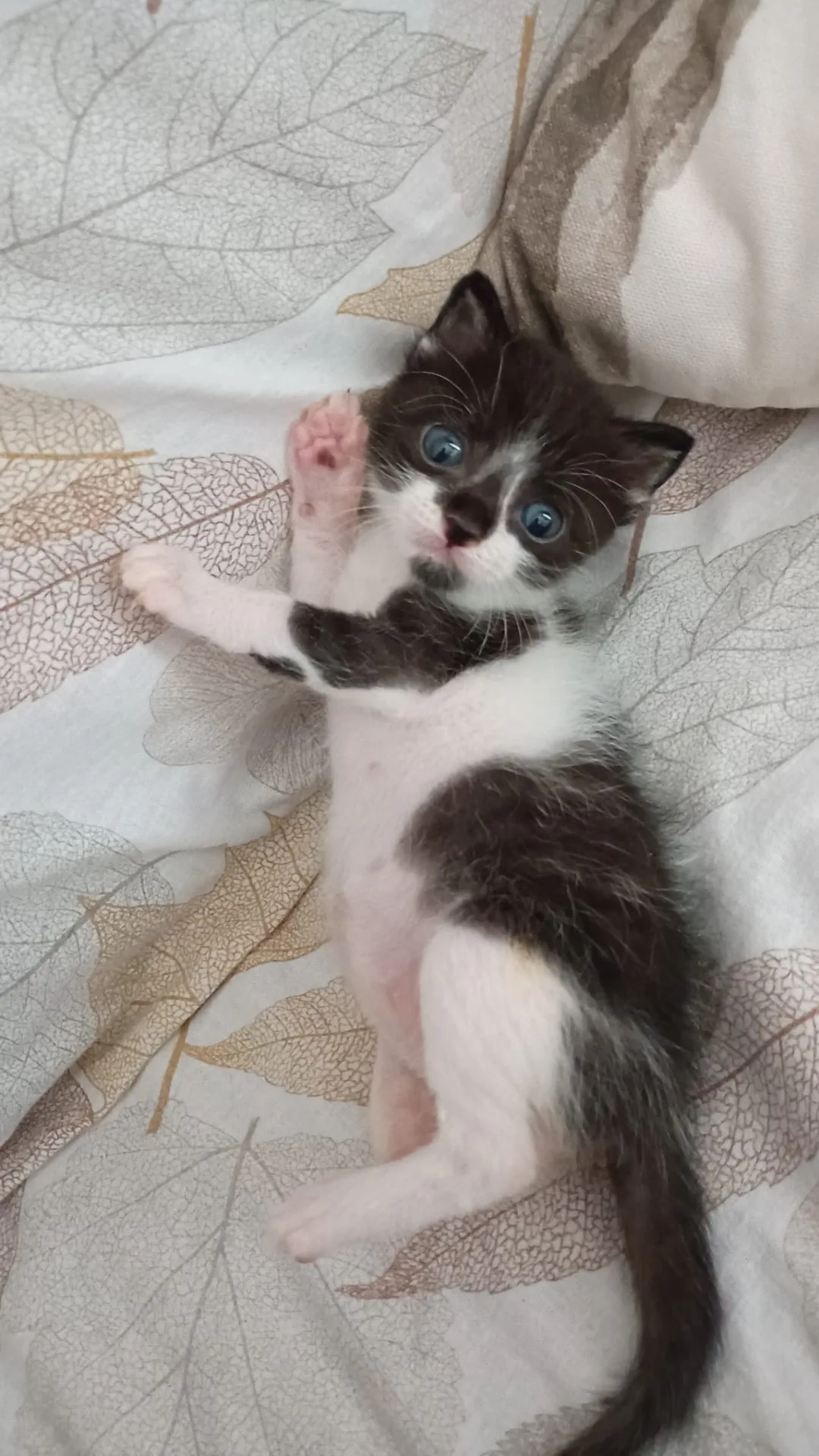 Bert, gatto Europeo in adozione a Napoli - foto 1