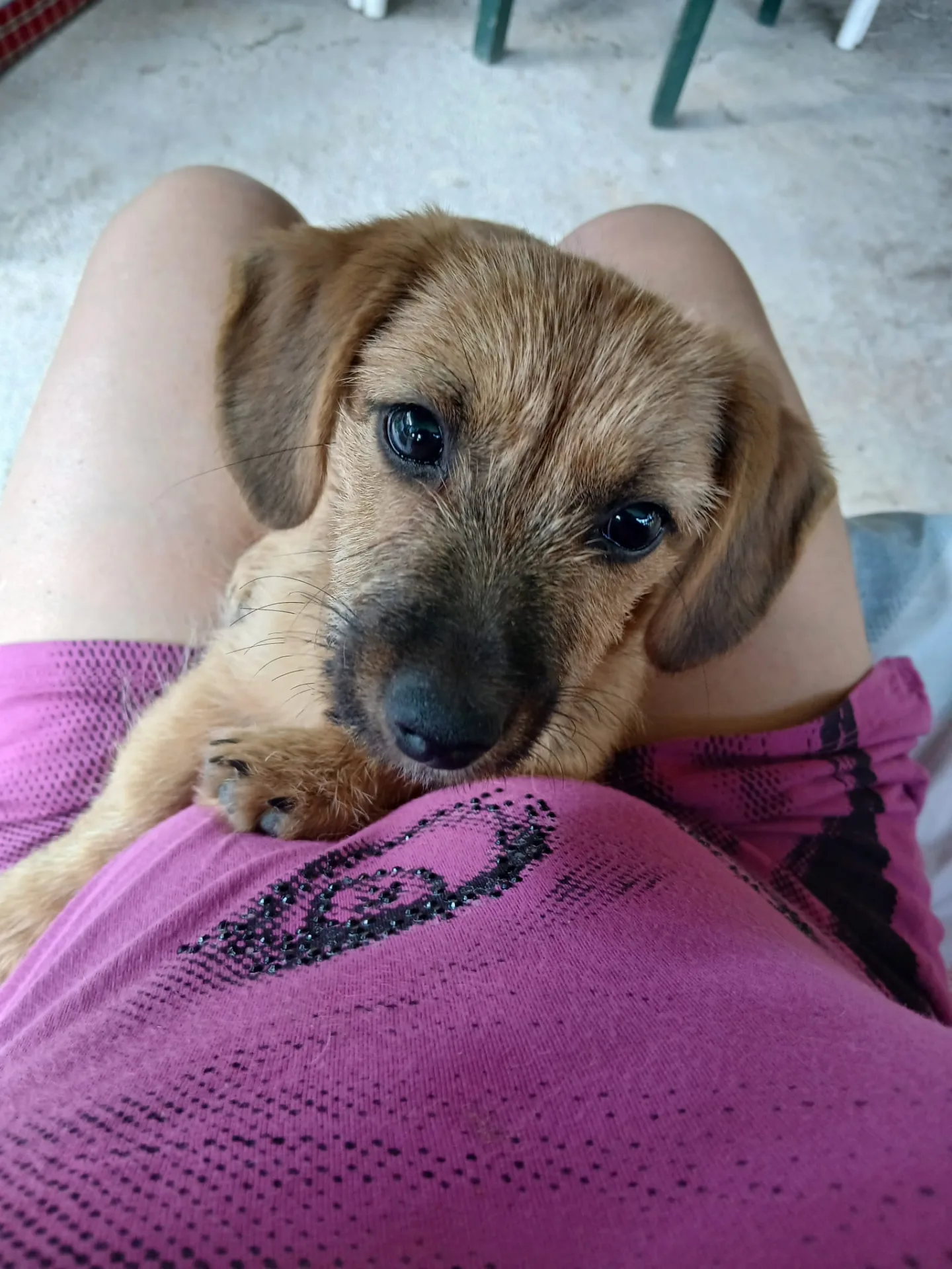 Foto 3 di Ninetta, cane Meticcio in adozione