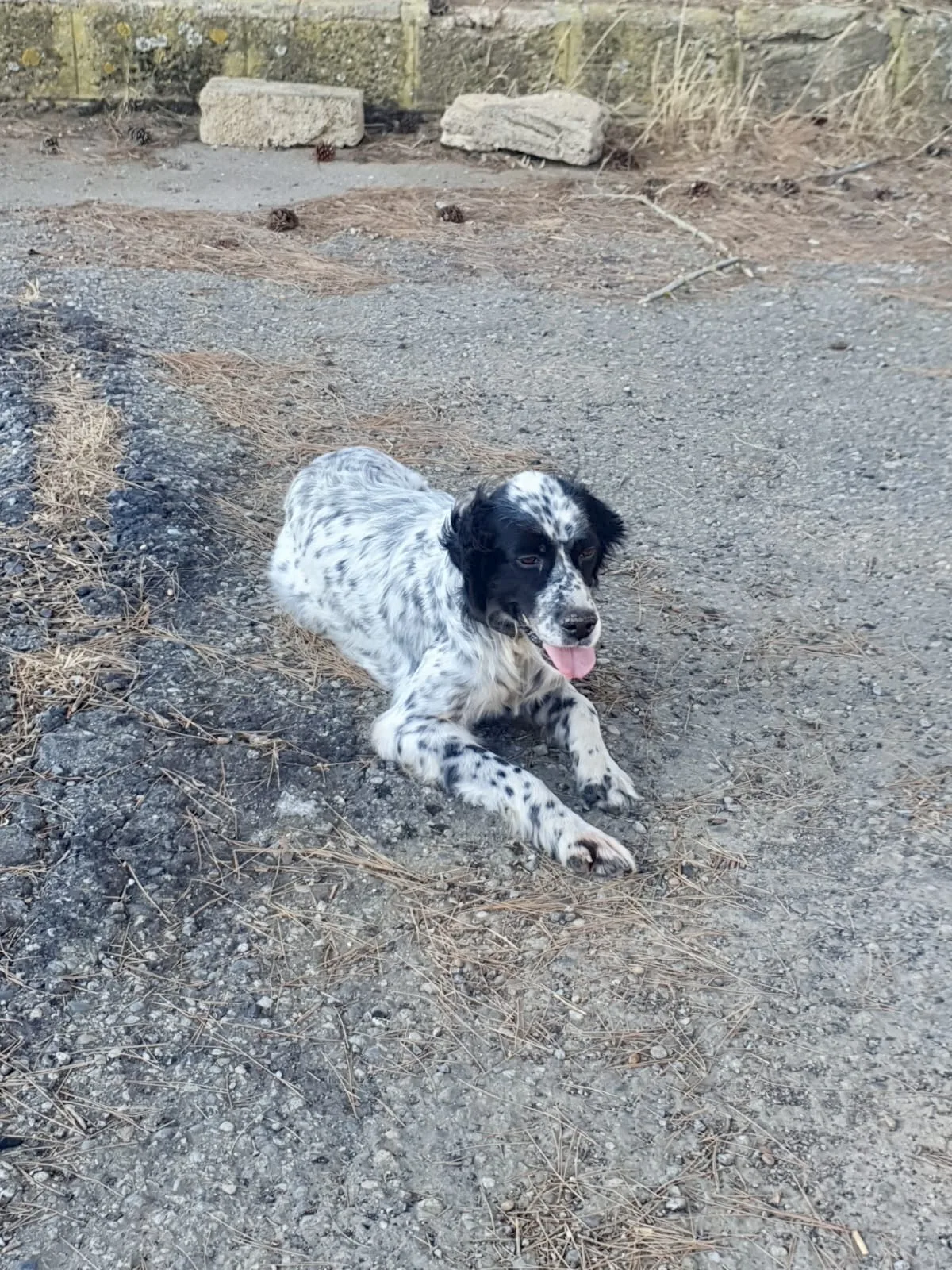 Thea, cane Incrocio Setter in adozione a Crotone - foto 4