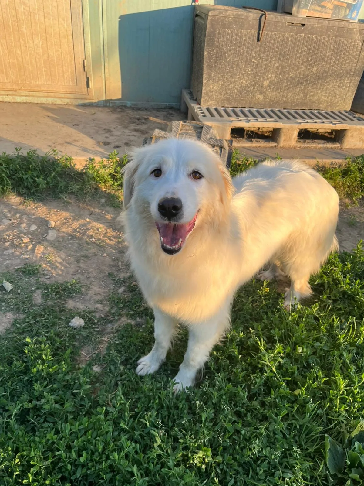Biancaneve, cane Meticcio in adozione a Novara - foto 5