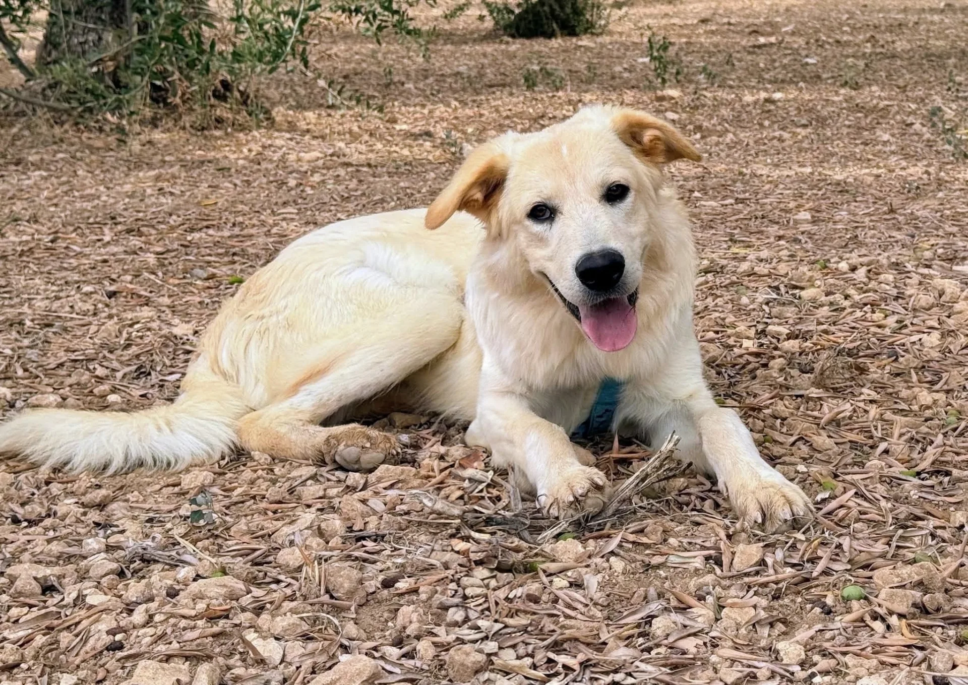 KUMA, cane Meticcio in adozione a Taranto