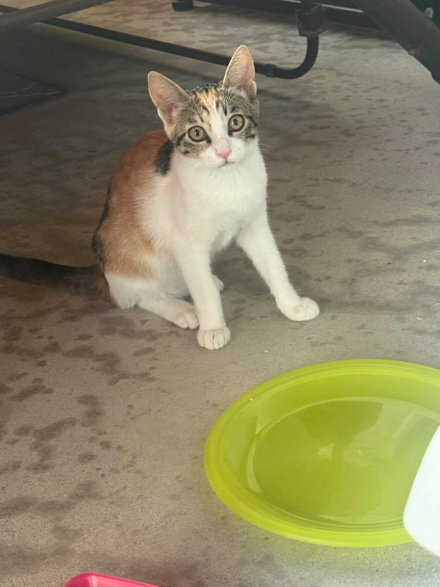 Bloom, gatto Europeo in adozione a Salerno - foto 3