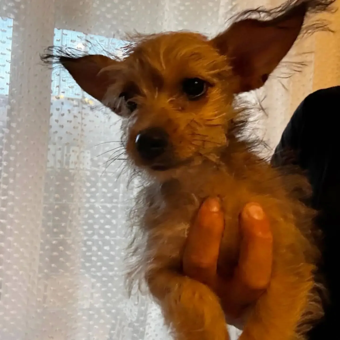 PIMPI, cane incrocio chihuahua yorkshire in adozione a Latina - foto 4