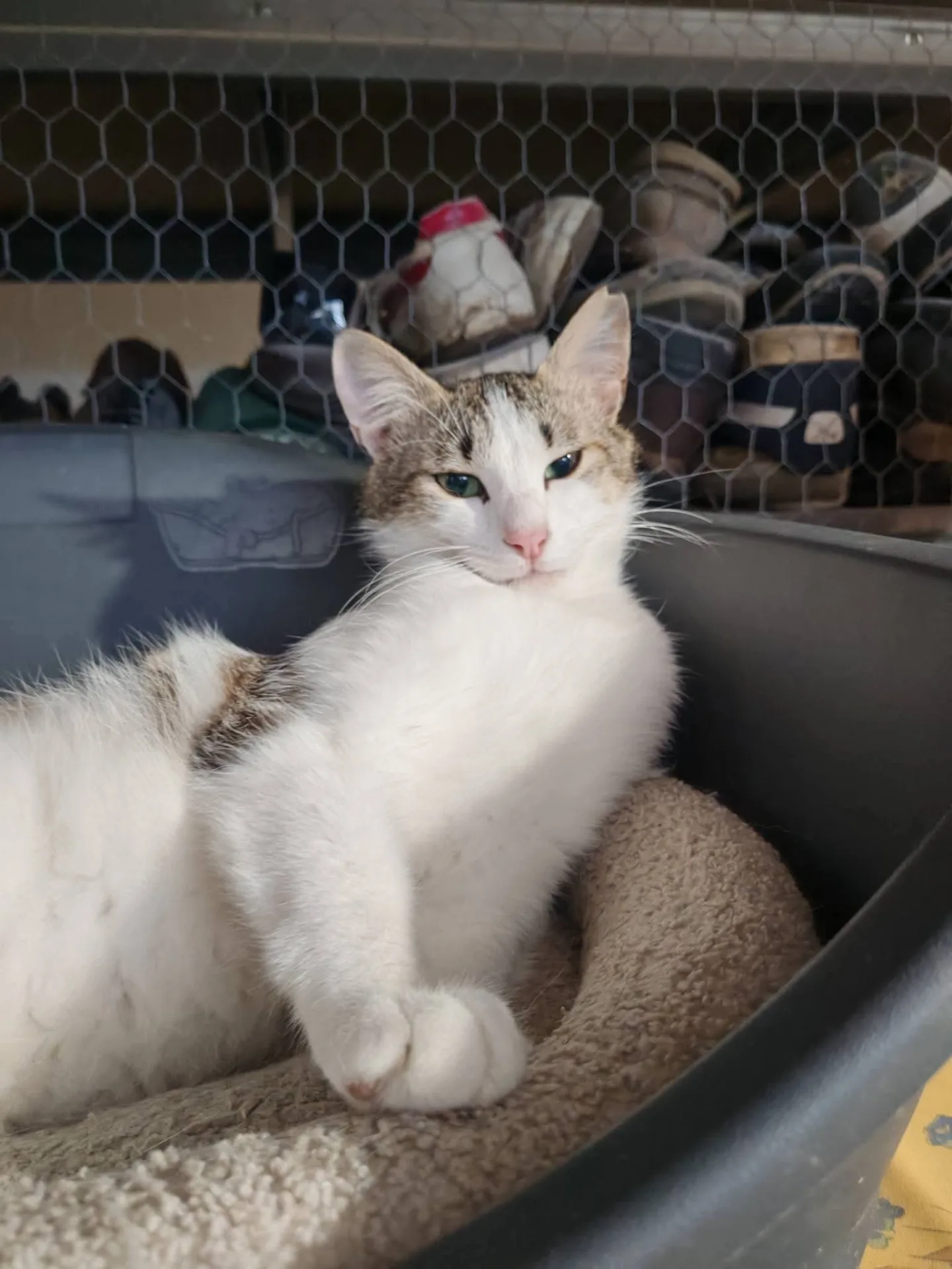 Shy, gatto Europeo in adozione a Milano