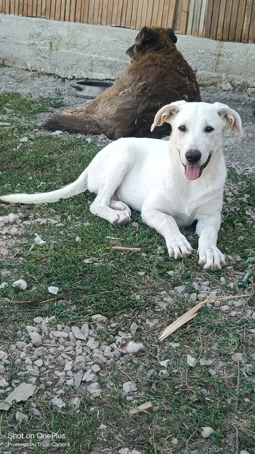 Farah ( Orsetta), cane Meticcio in adozione a Palermo