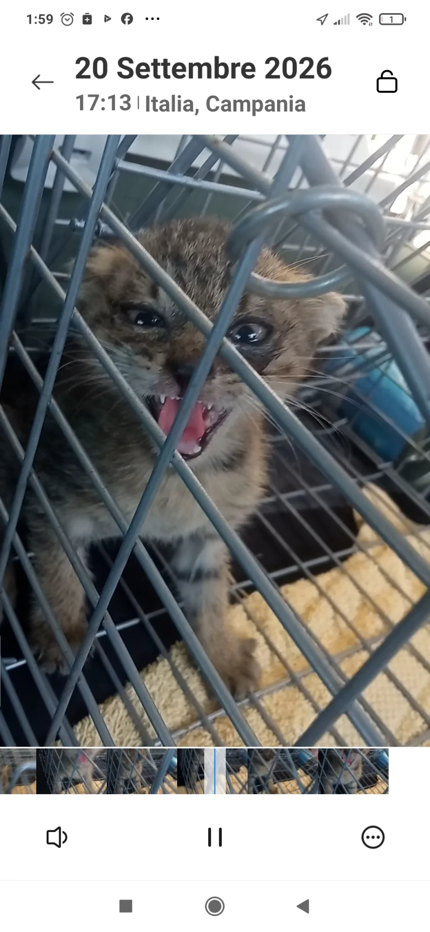 Pasqualina gisini, gatto in adozione a Napoli - foto 1
