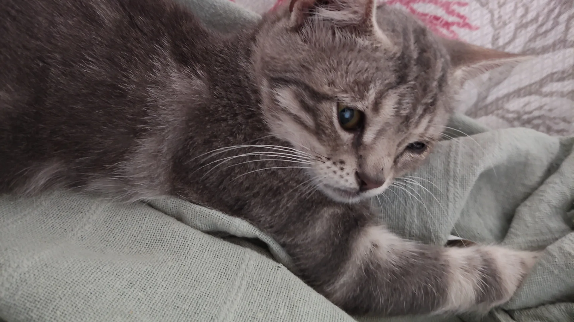 Dario, gatto Europeo in adozione a Napoli - foto 4