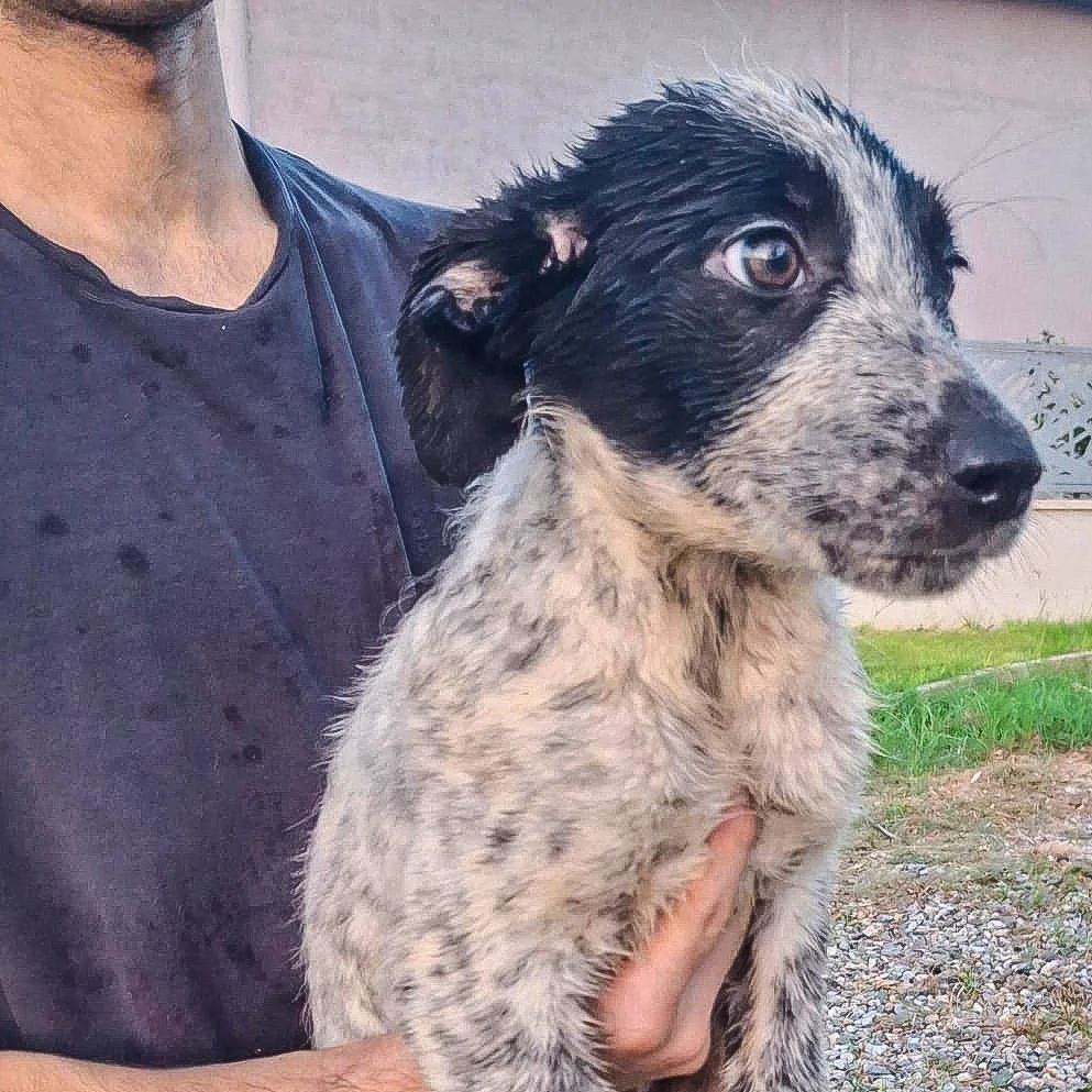 Giulia, cane Meticcio in adozione a Crotone - foto 2
