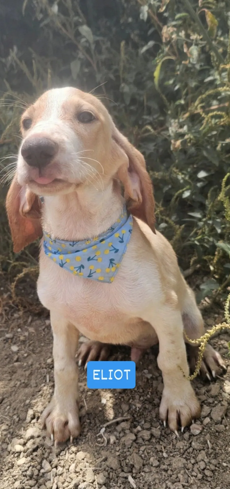 Eliot Rio, cane Meticcio in adozione a Agrigento - foto 2