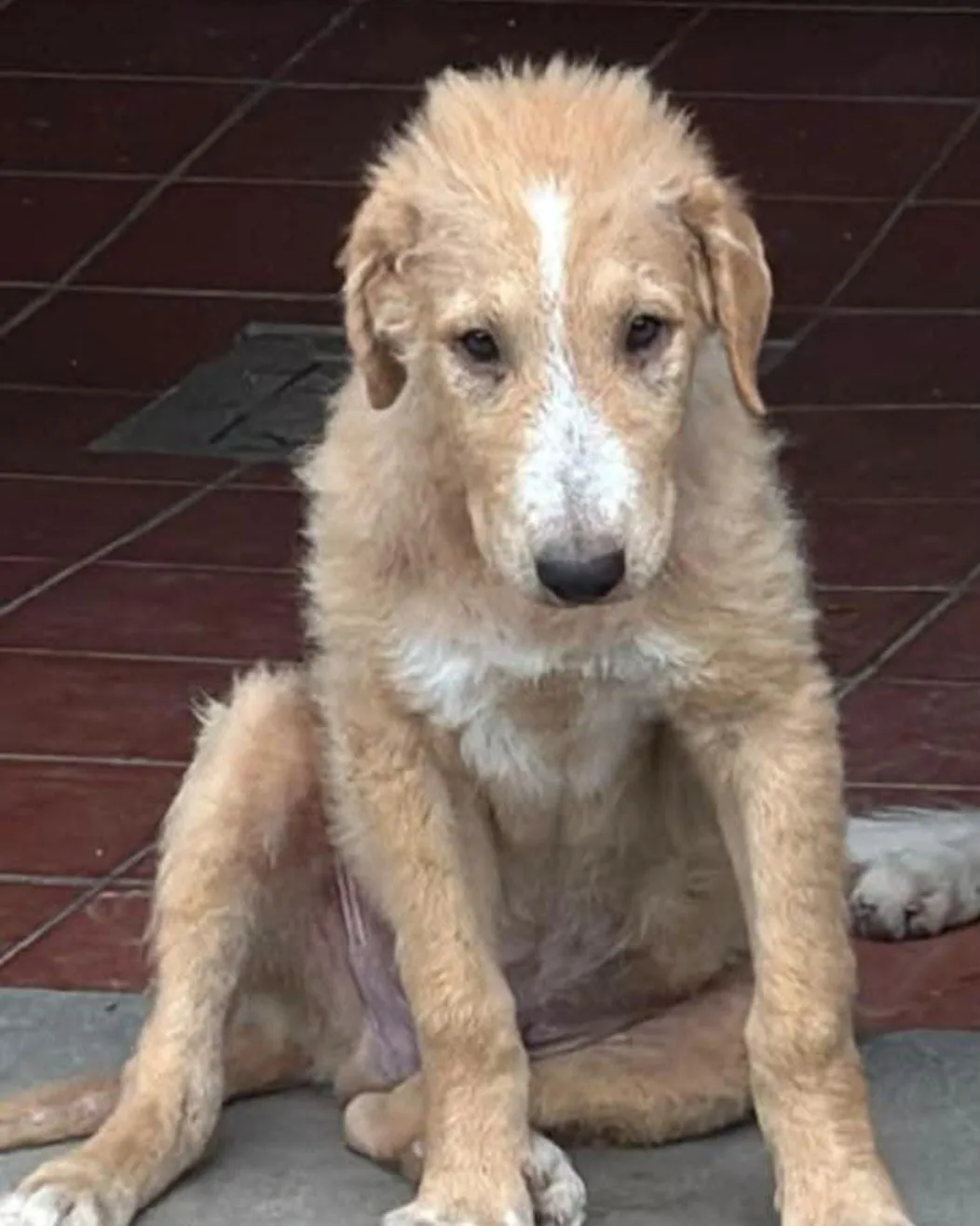 Mariolino, cane Meticcio in adozione a Cosenza - foto 1