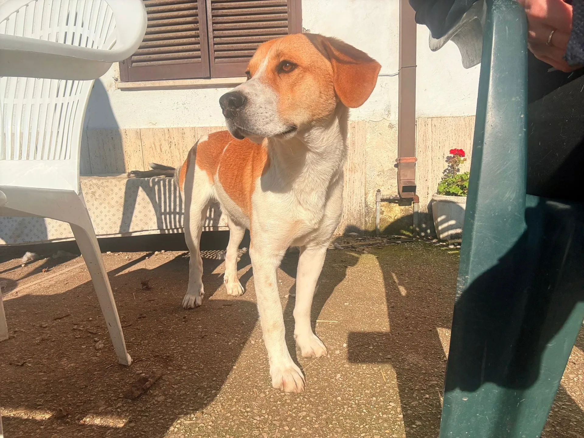 Mirco, cane meticcio in adozione a Latina - foto 3