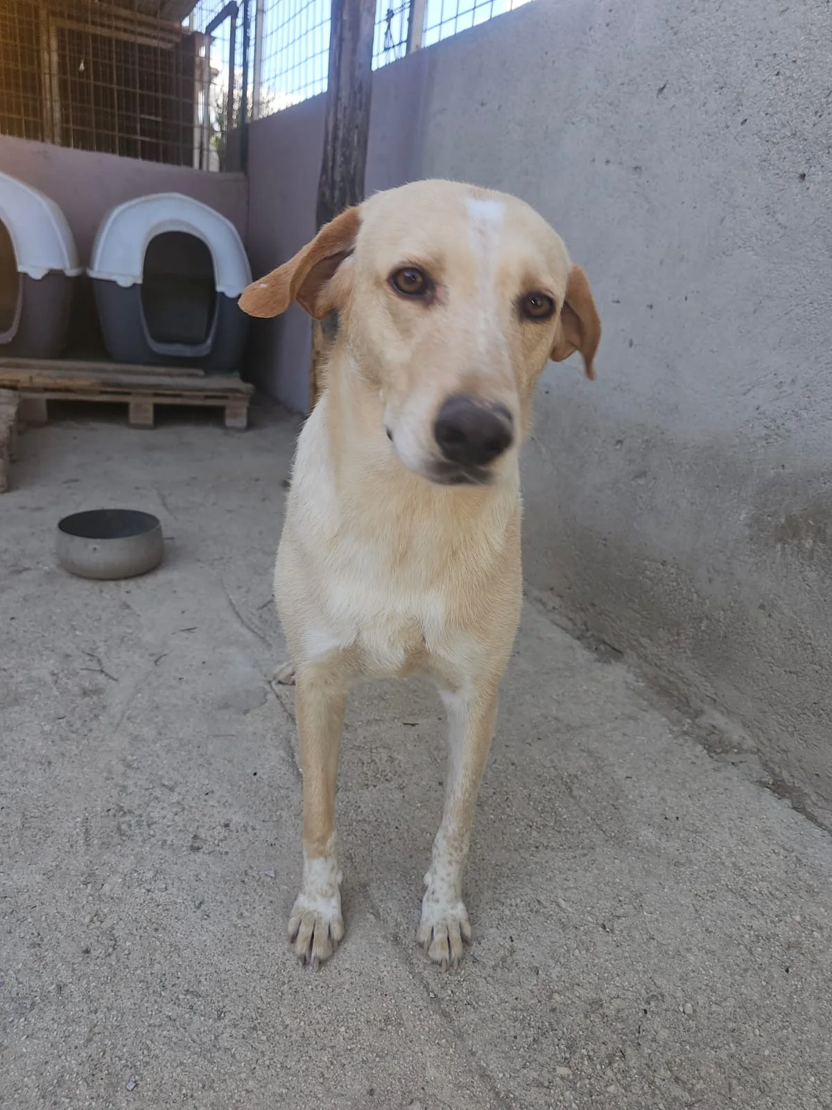 Spyk, cane Meticcio in adozione a Agrigento - foto 1