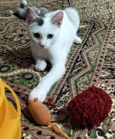 Oreste, gatto in adozione a Roma - foto 3