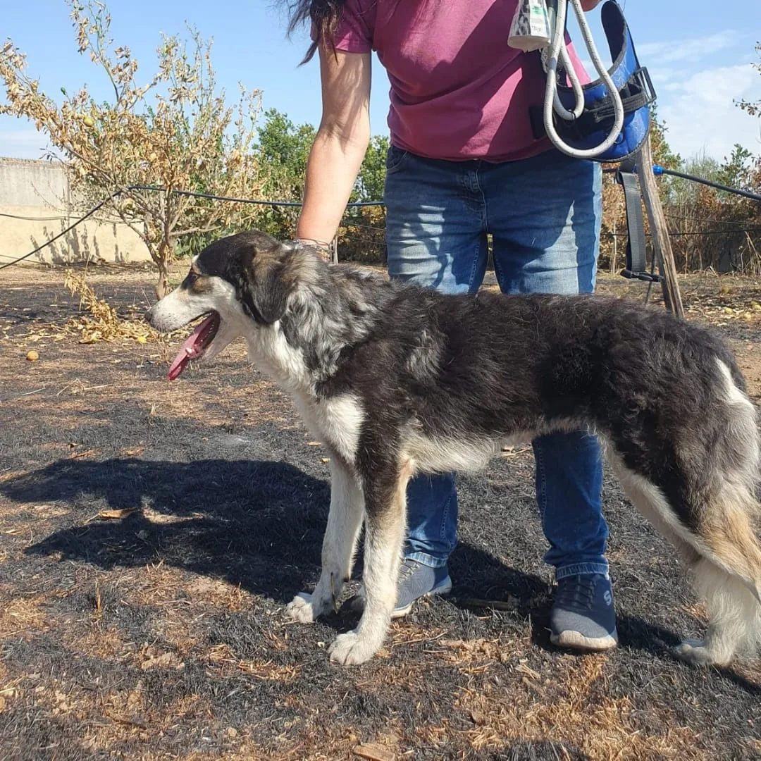 Bretzel, cane Meticcio in adozione a Crotone - foto 2