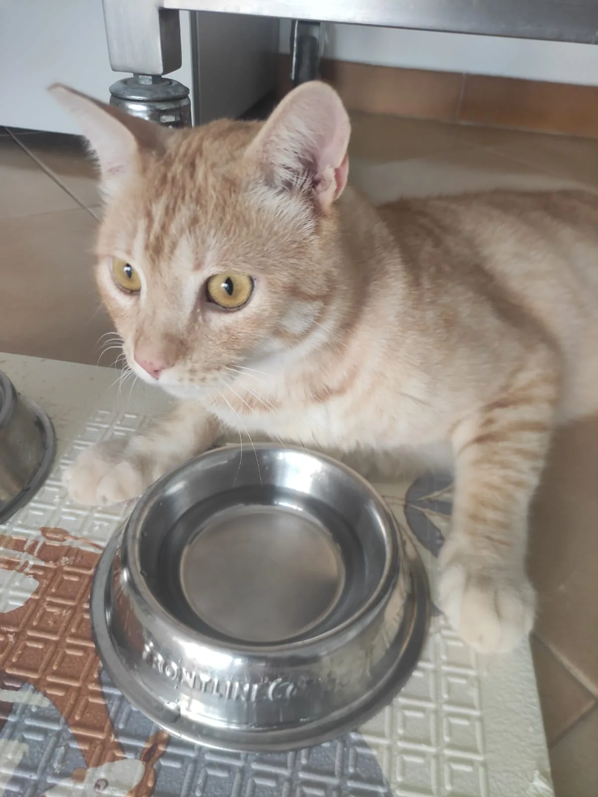 Orange, gatto Metticio in adozione a Bari - foto 2