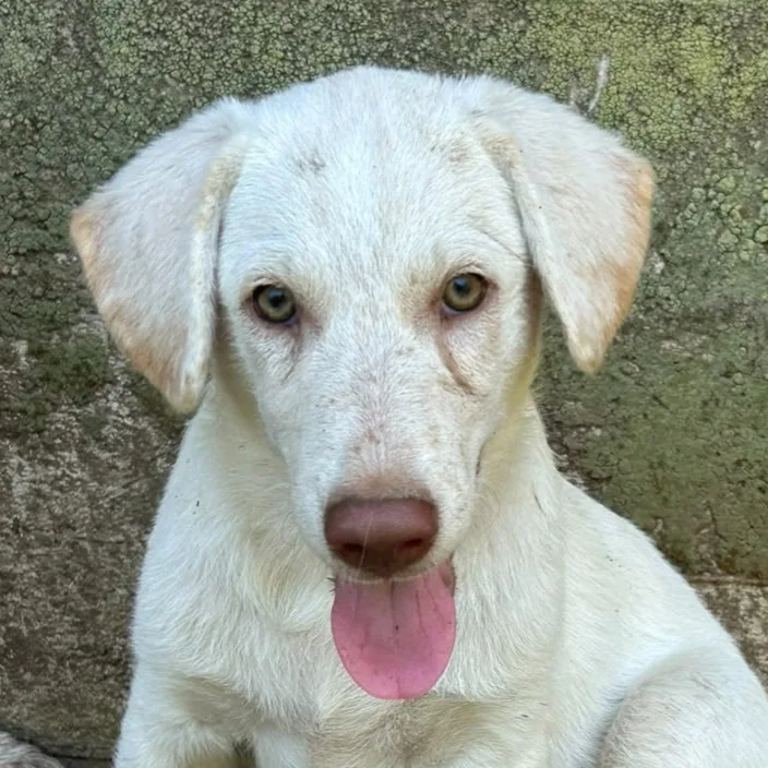 Lumi, cane Meticcio in adozione a Messina