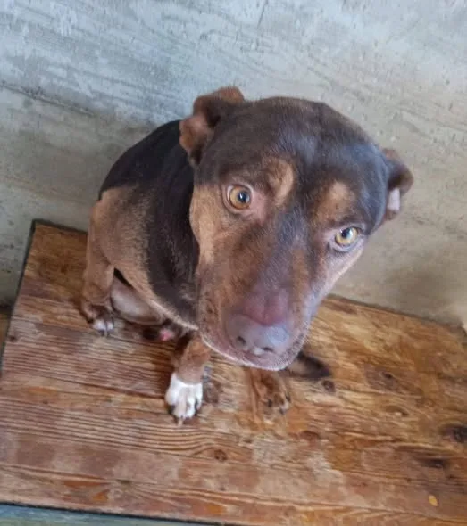 Odino, cane meticcio in adozione a Latina - foto 1